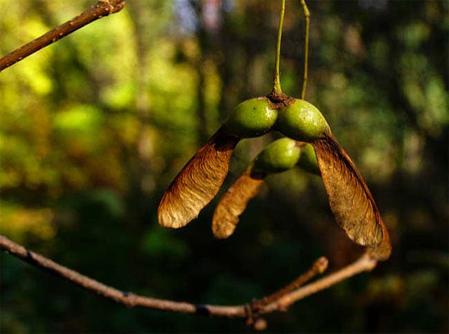 Acer saccharum